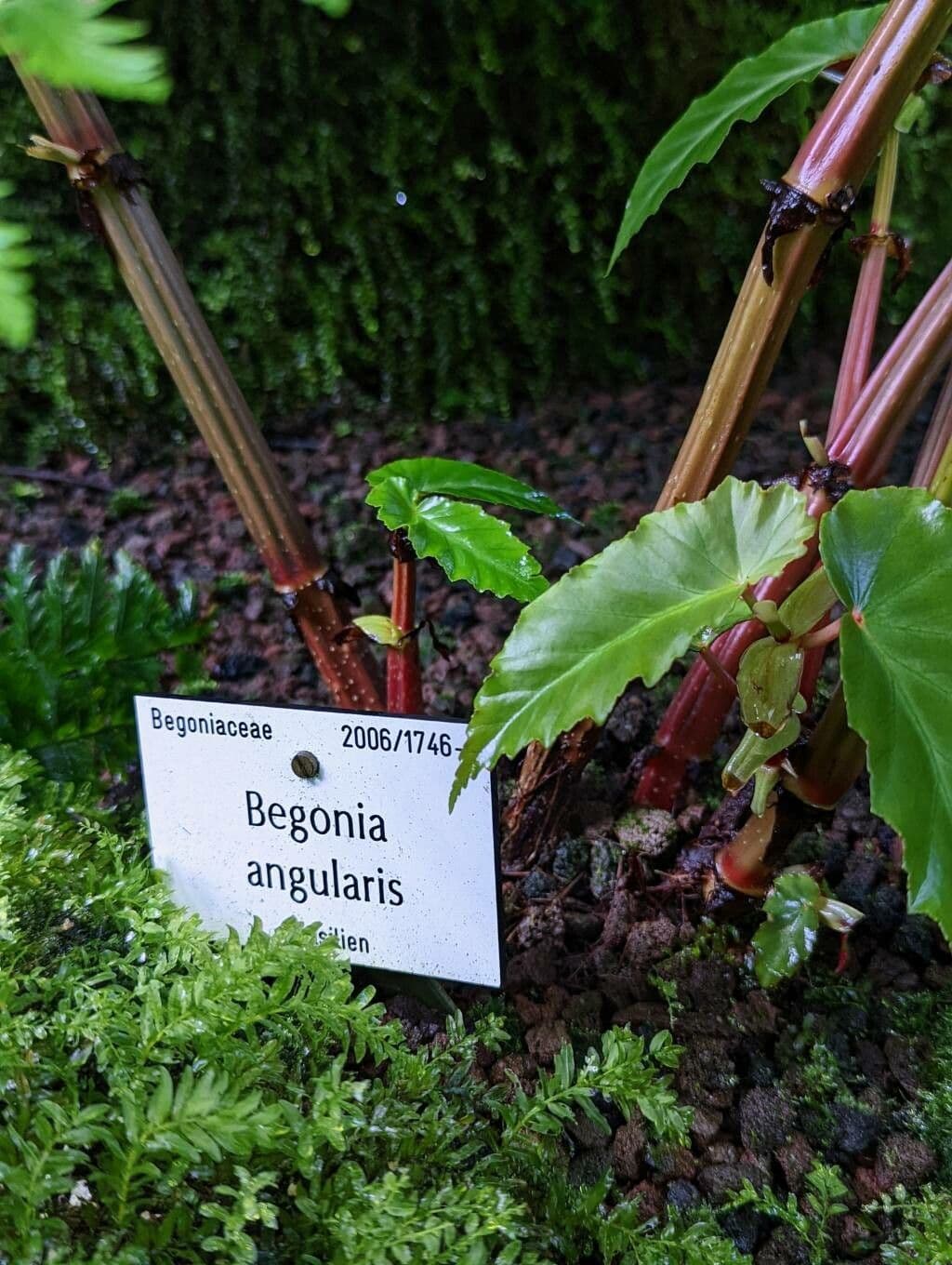 Begonia 11