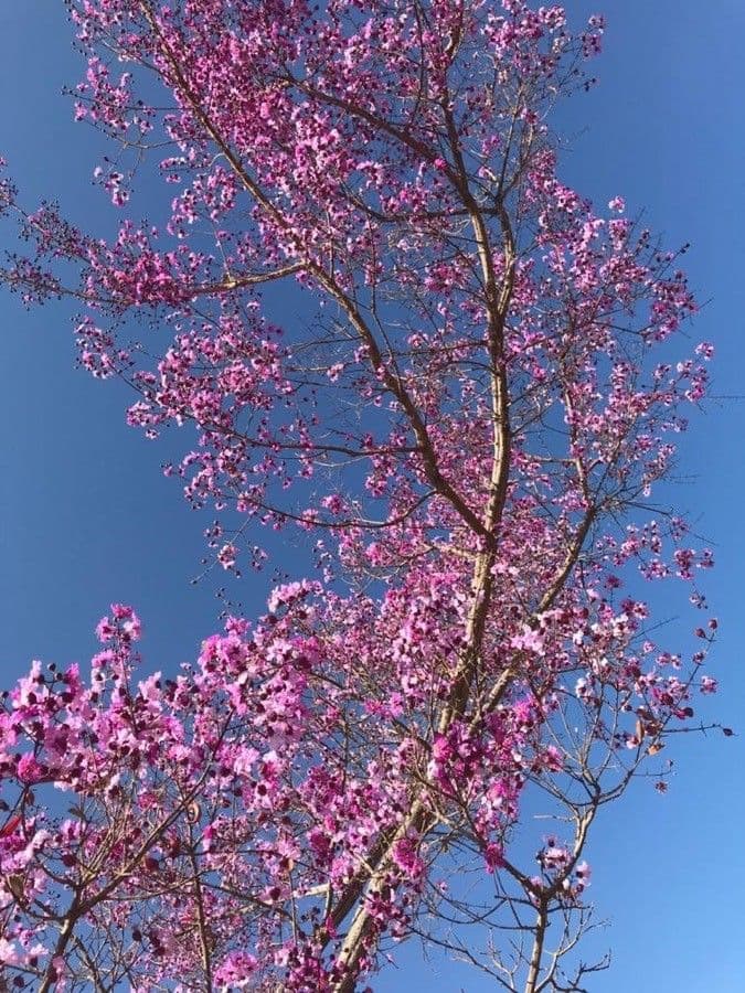 Physocalymma 3