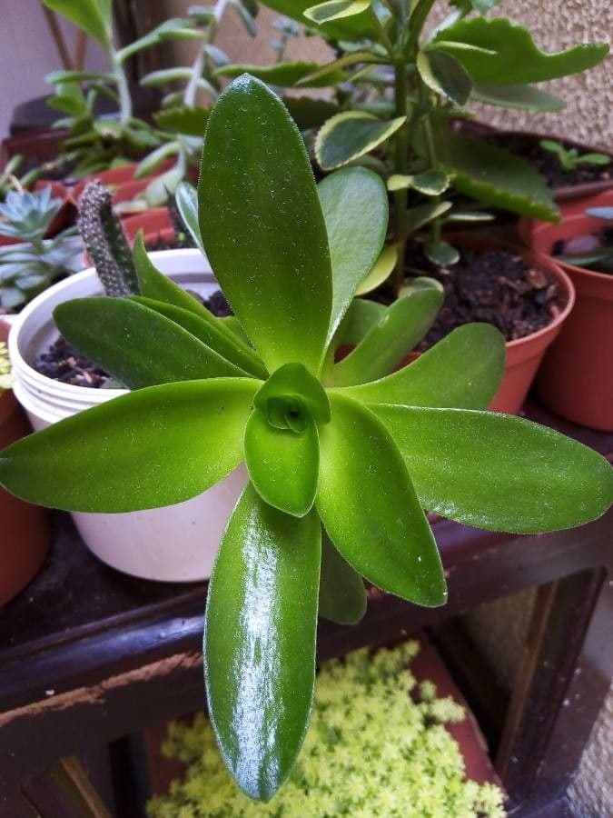 Orostachys malacophylla 7