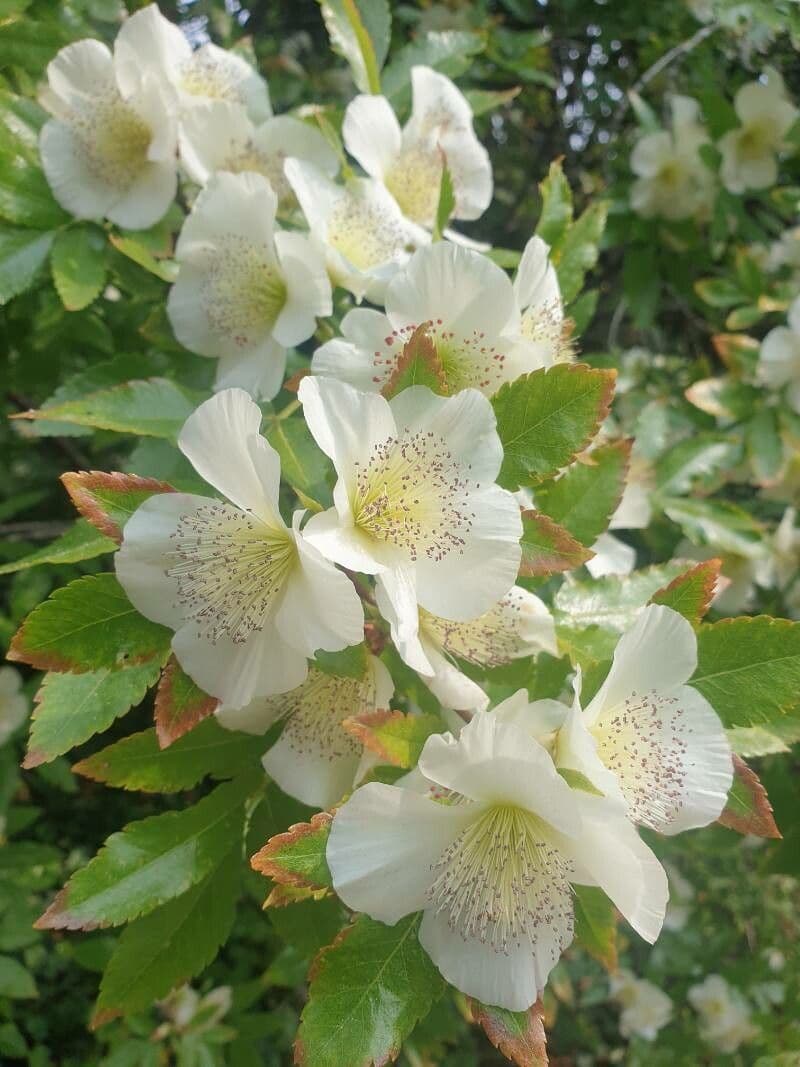 Eucryphia 4