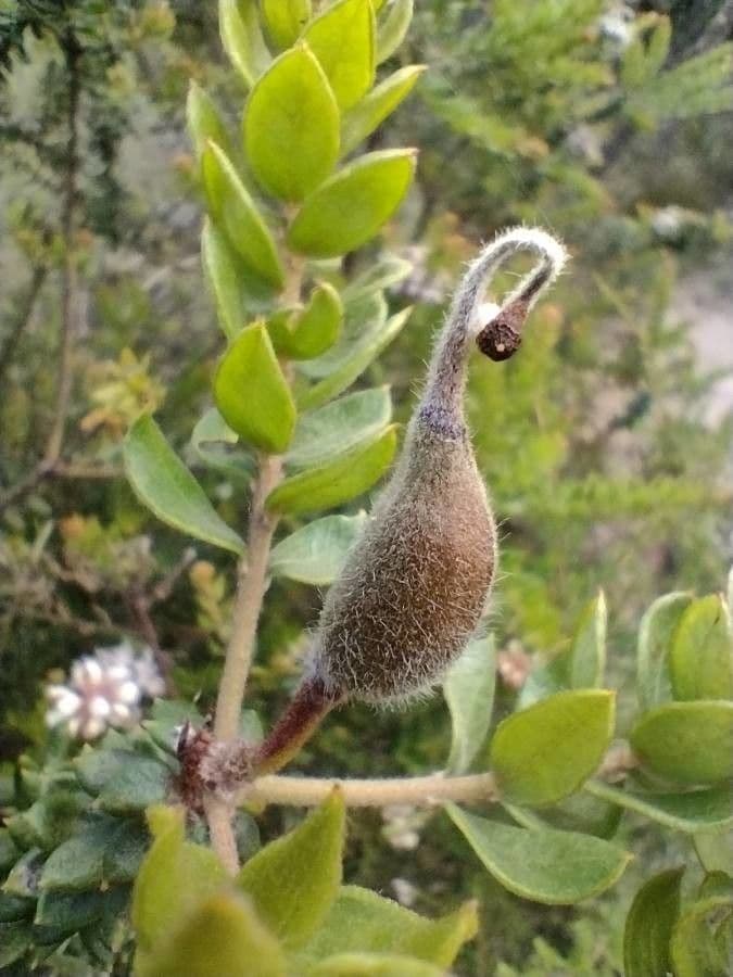 Graue Grevillea 2