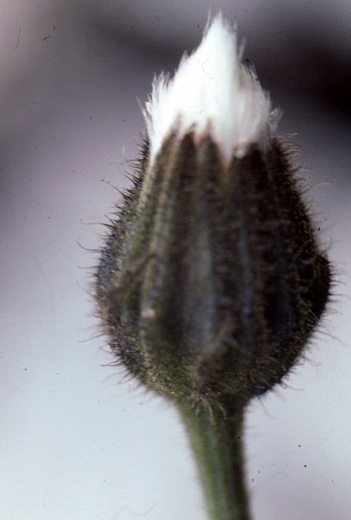 Crepis conyzifolia 5
