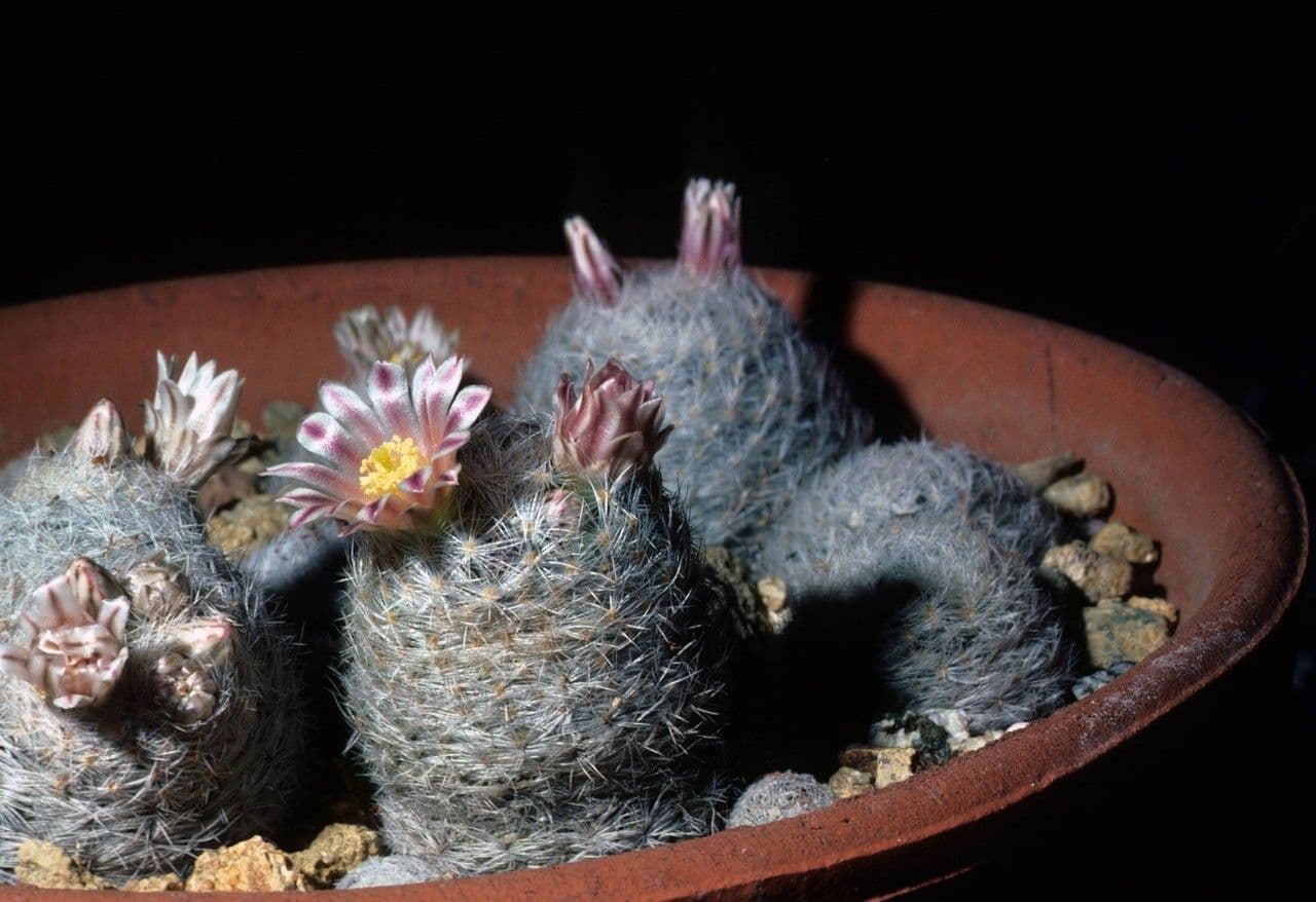 Kakteus lasiacantha 8