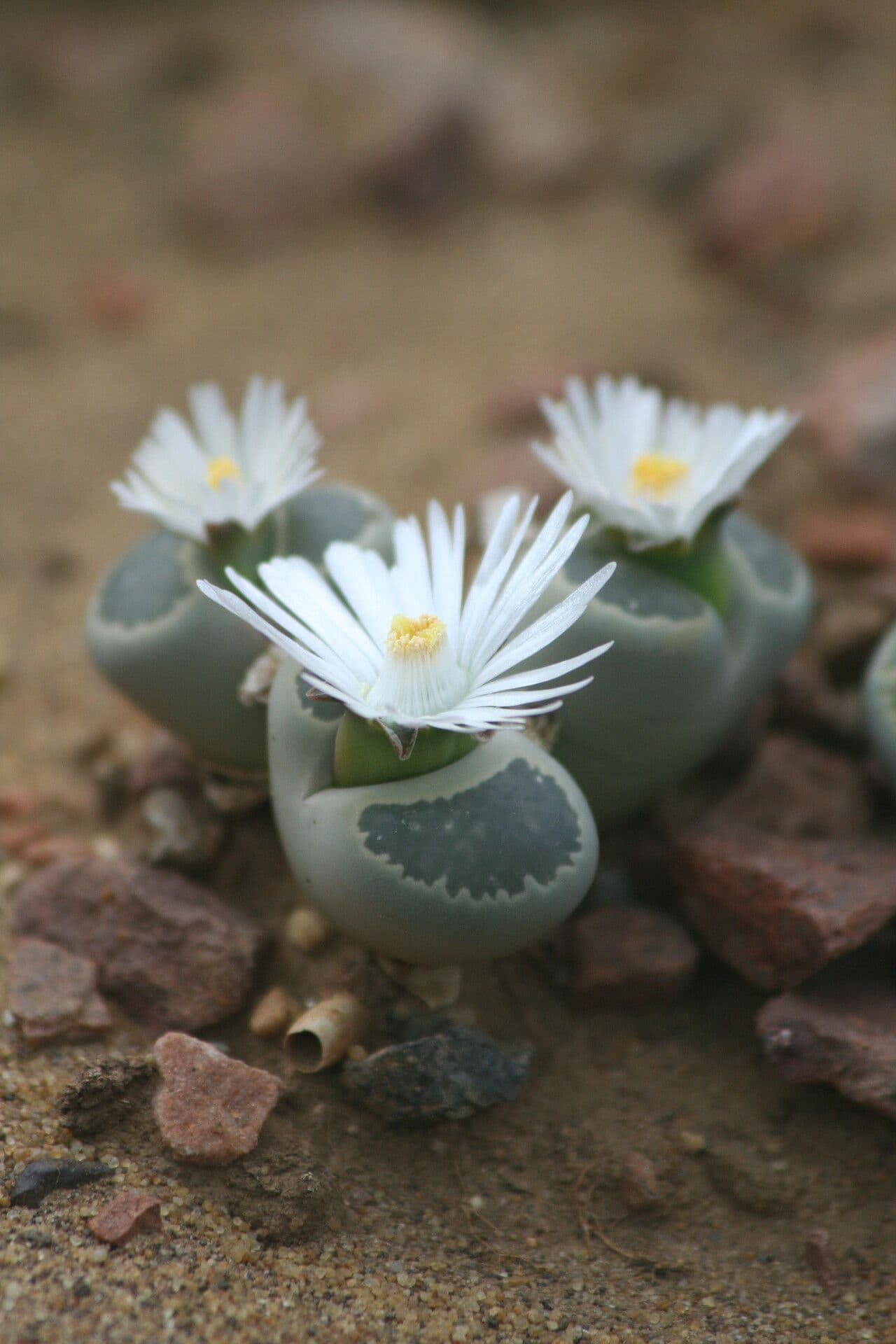 Lithops