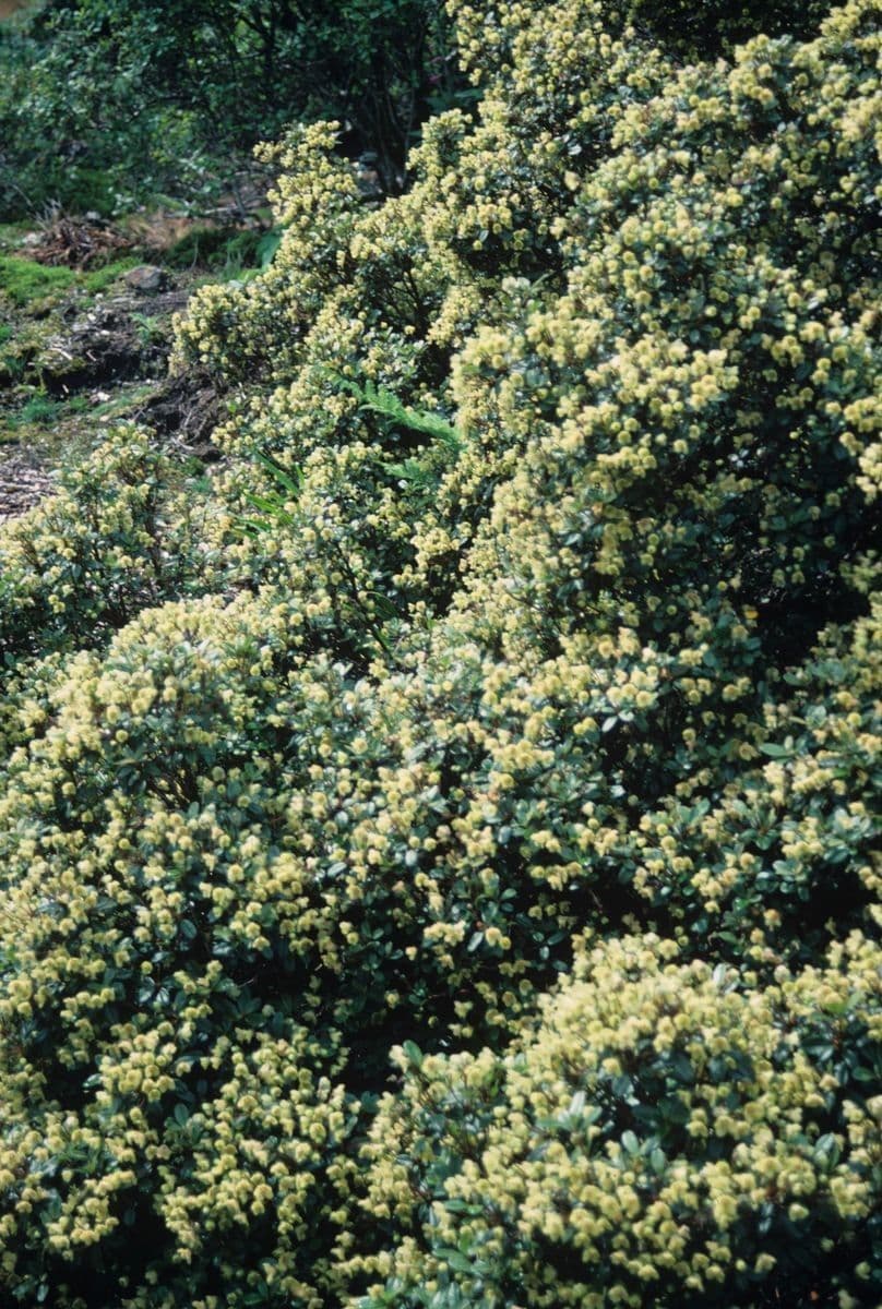 Rododendro de flor corta 4