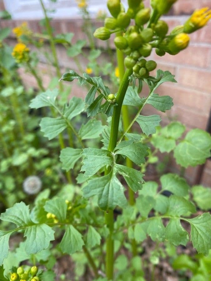 Senecio 15