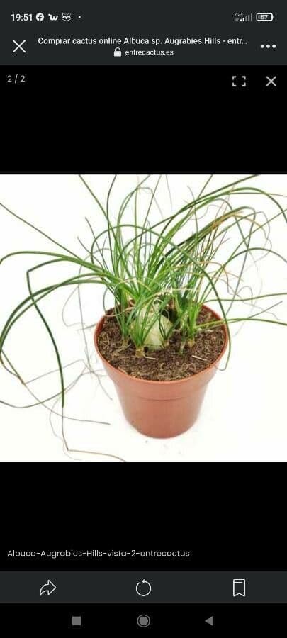 Albuca 6