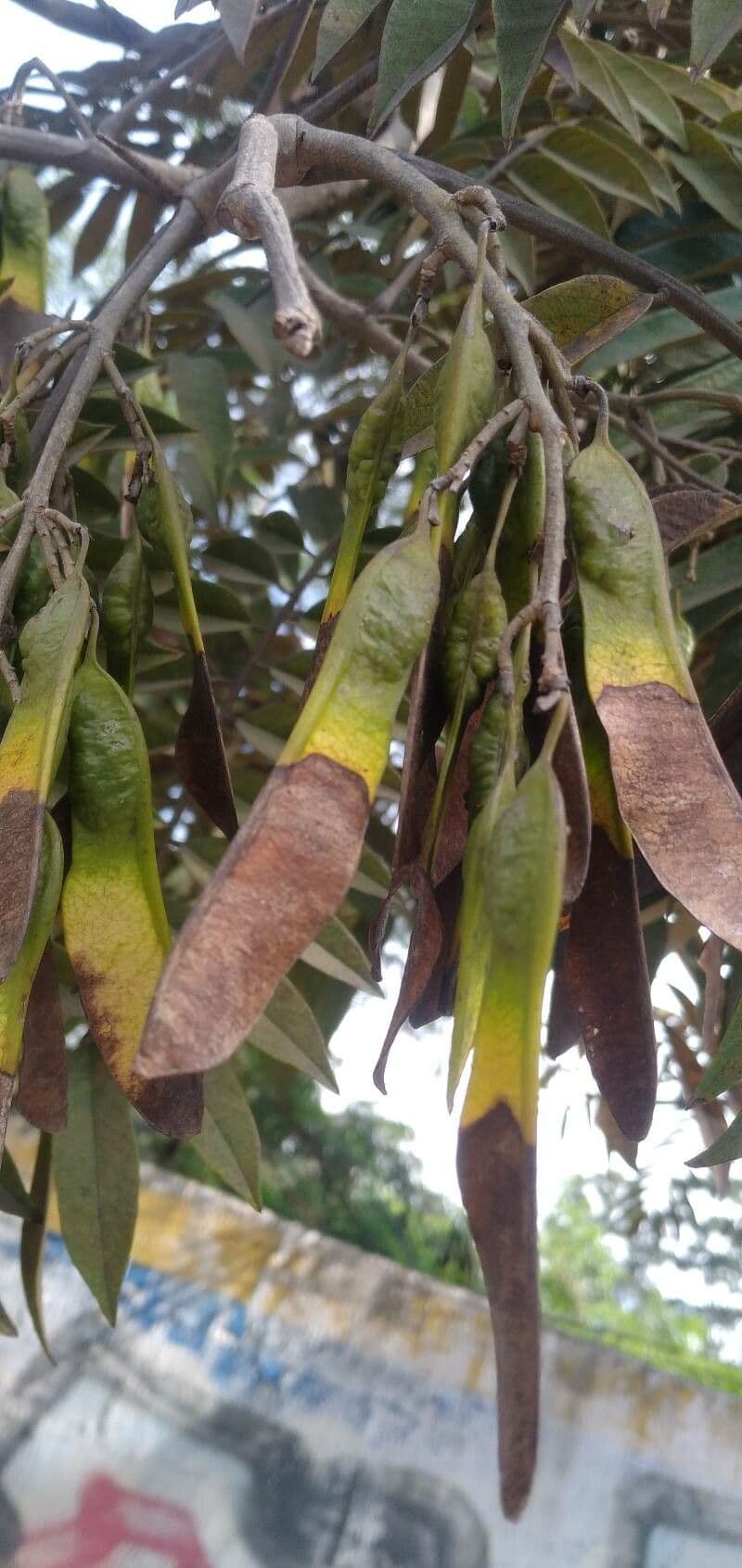 Cassia spectabilis