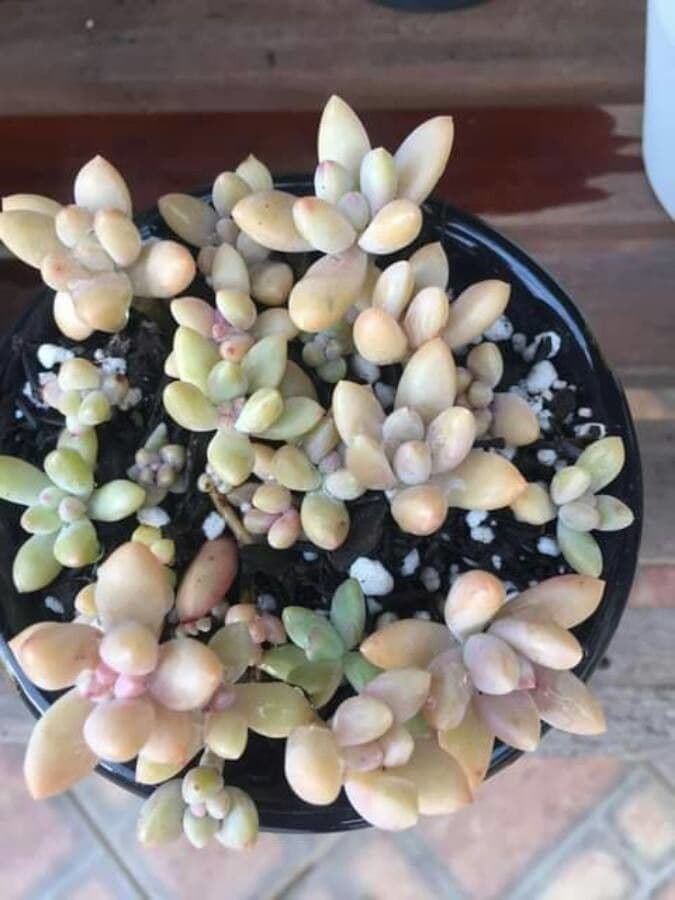 Graptopetalum 5