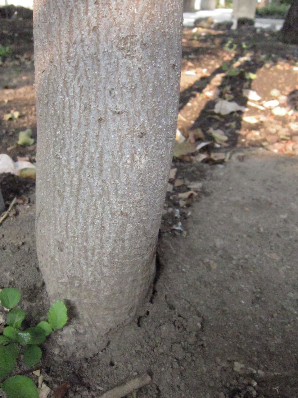 Grewia caffra 12