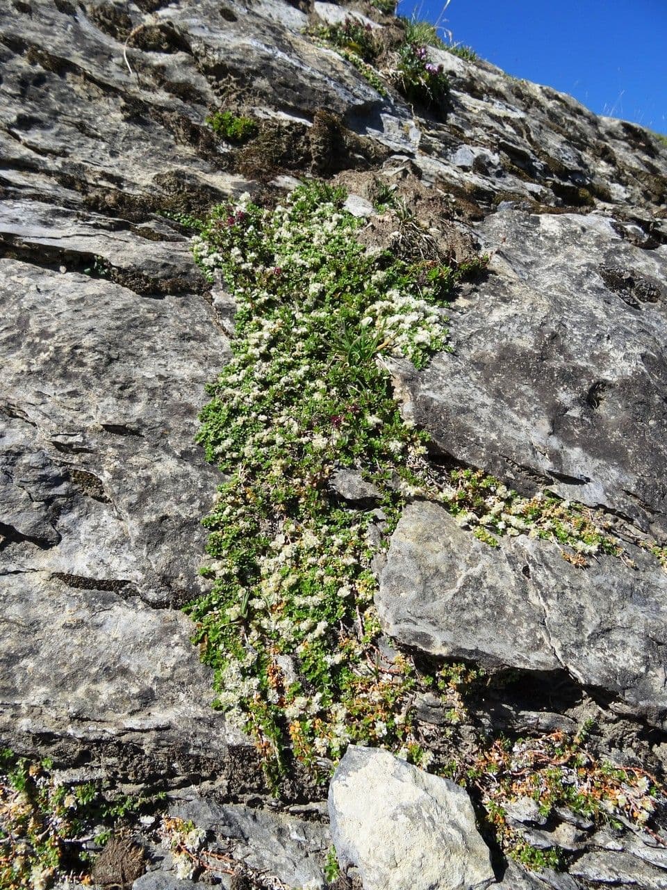 Paronychia kapelská 13