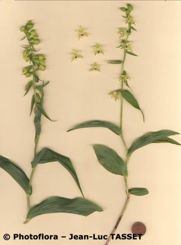 Epipactis leptochila 8
