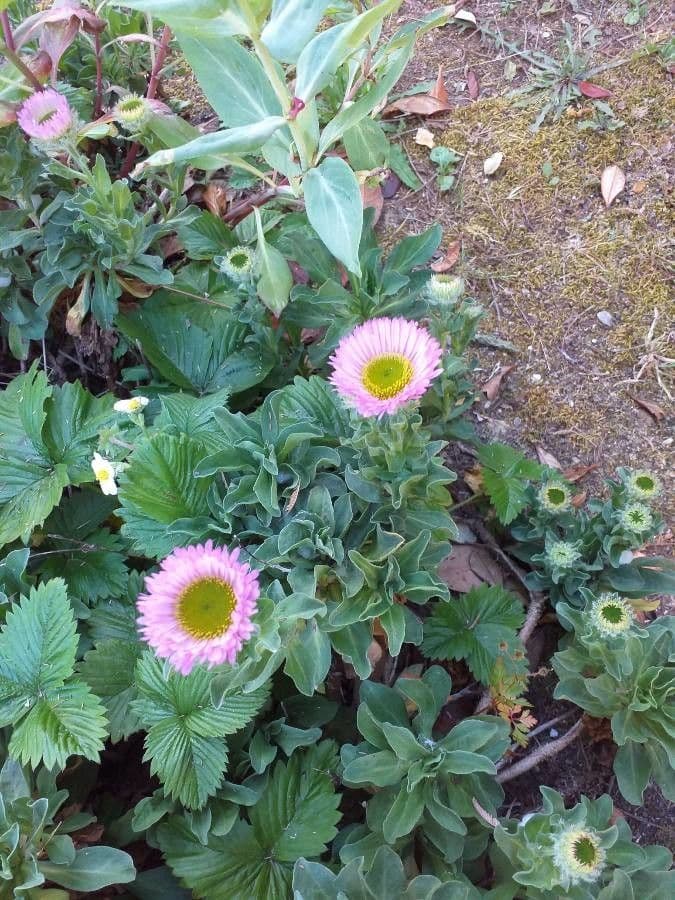 Fleabane glaucus 5