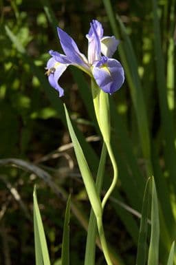Iris 7