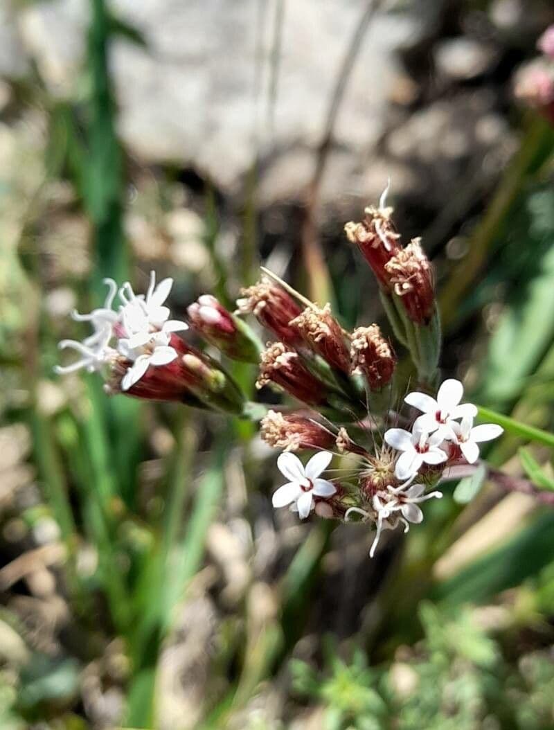 Stevia 2