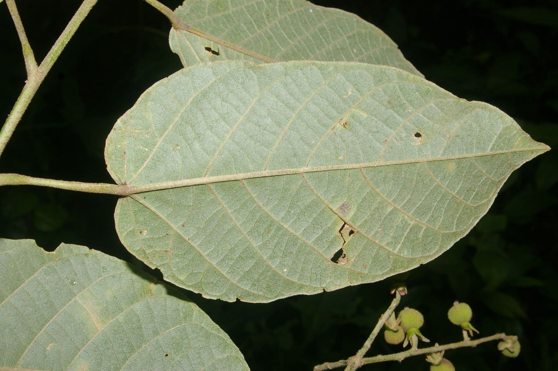 Croton 9