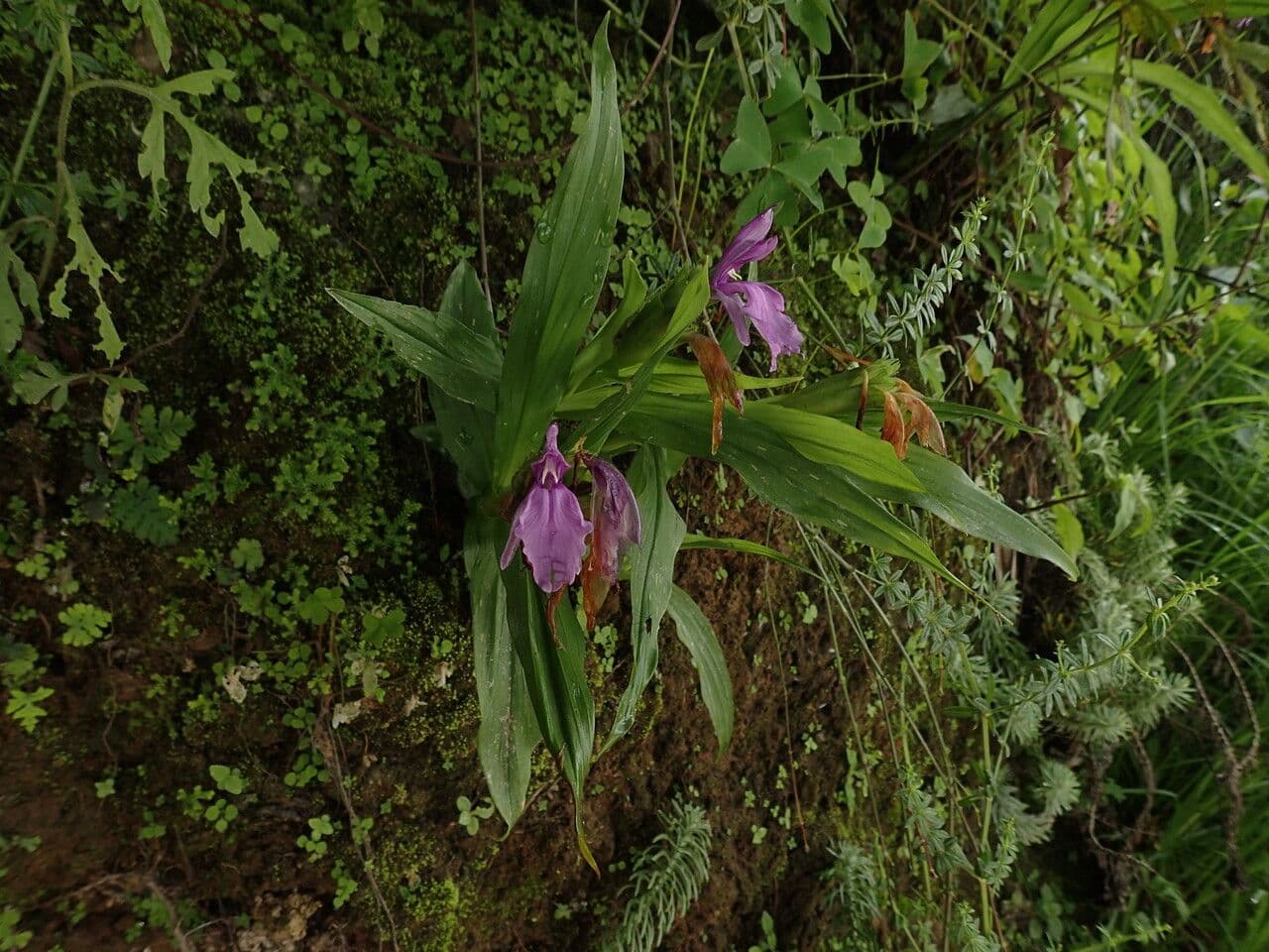 Roscoea 5