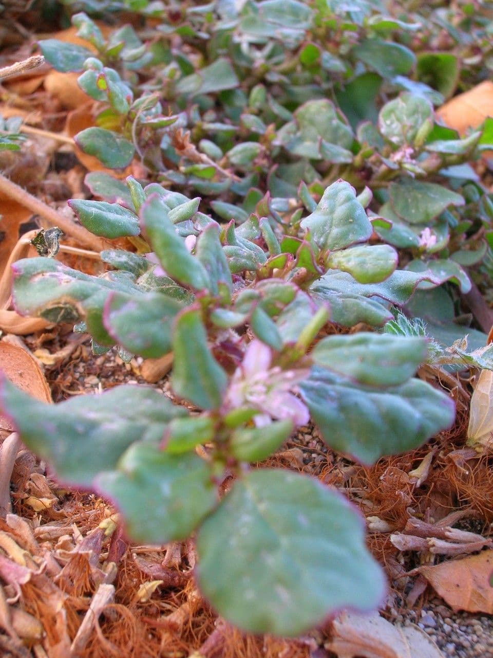 Trianthema portulacastrum 7