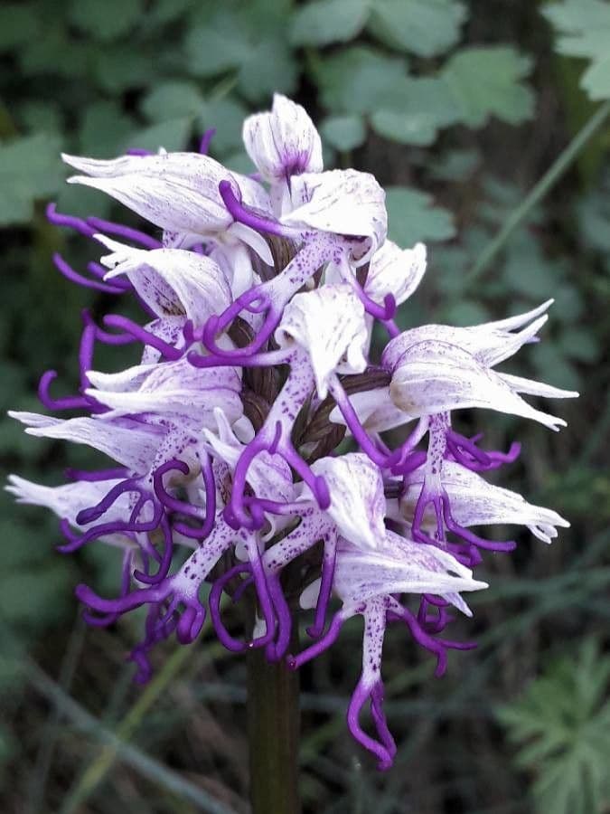 Orchide scimmia 4