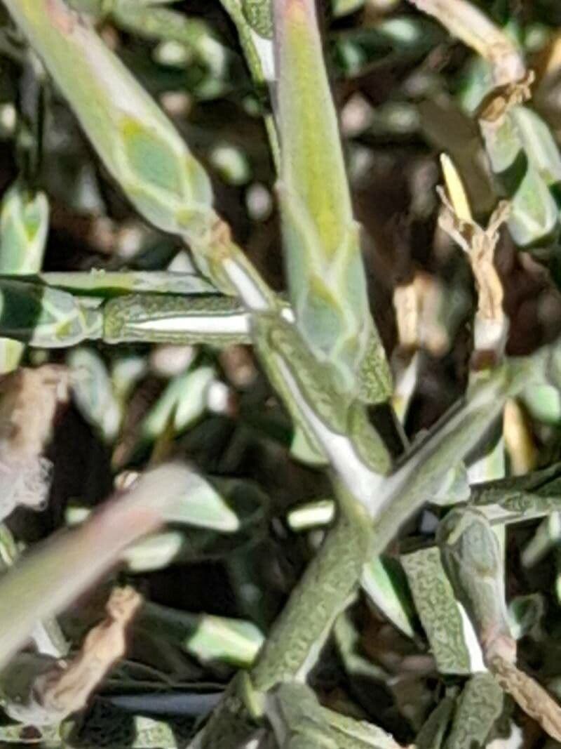 Lattuga orientale 7