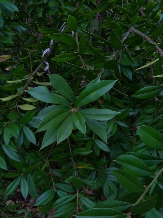 Bonellia macrocarpa 11
