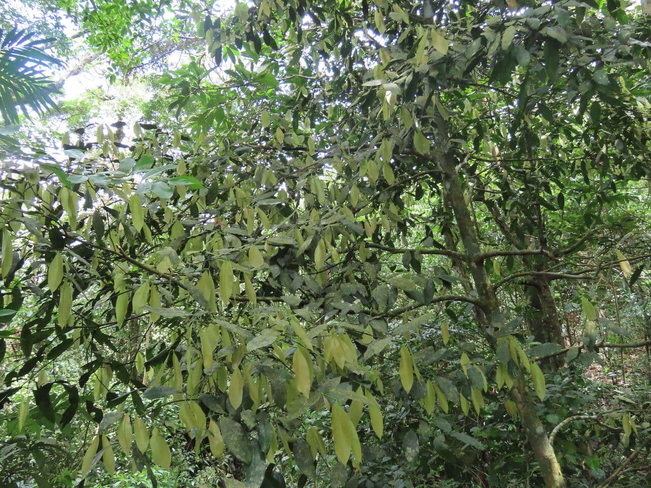 Garcinia 12