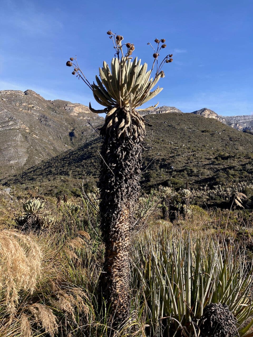 Espeletia 7