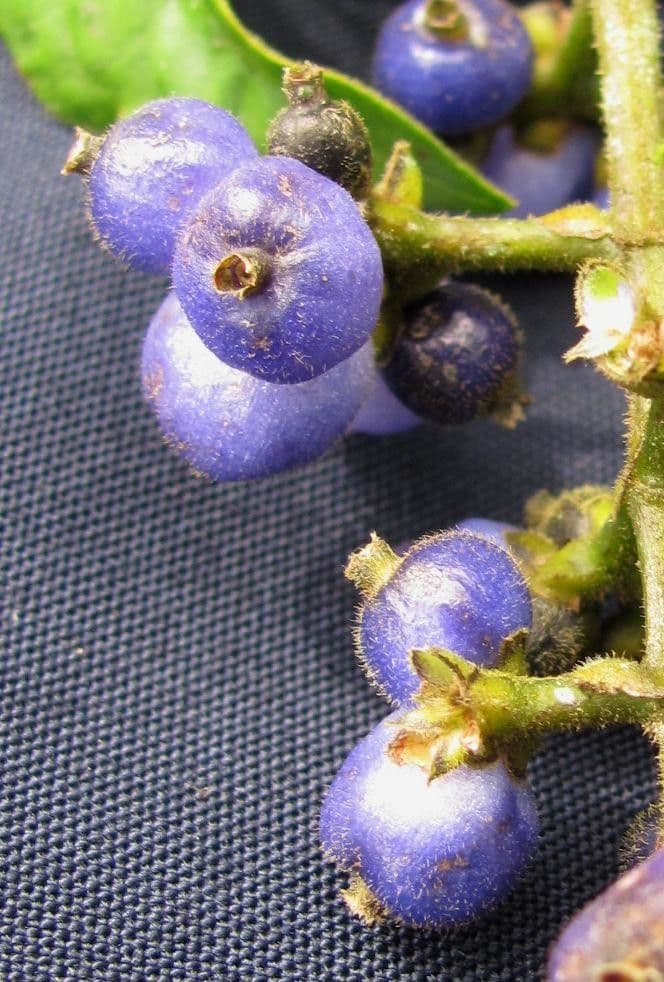 Psychotria rameuse 9