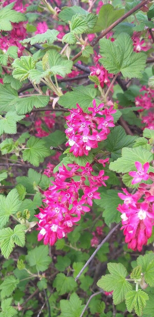 Ribes malvaceo 4