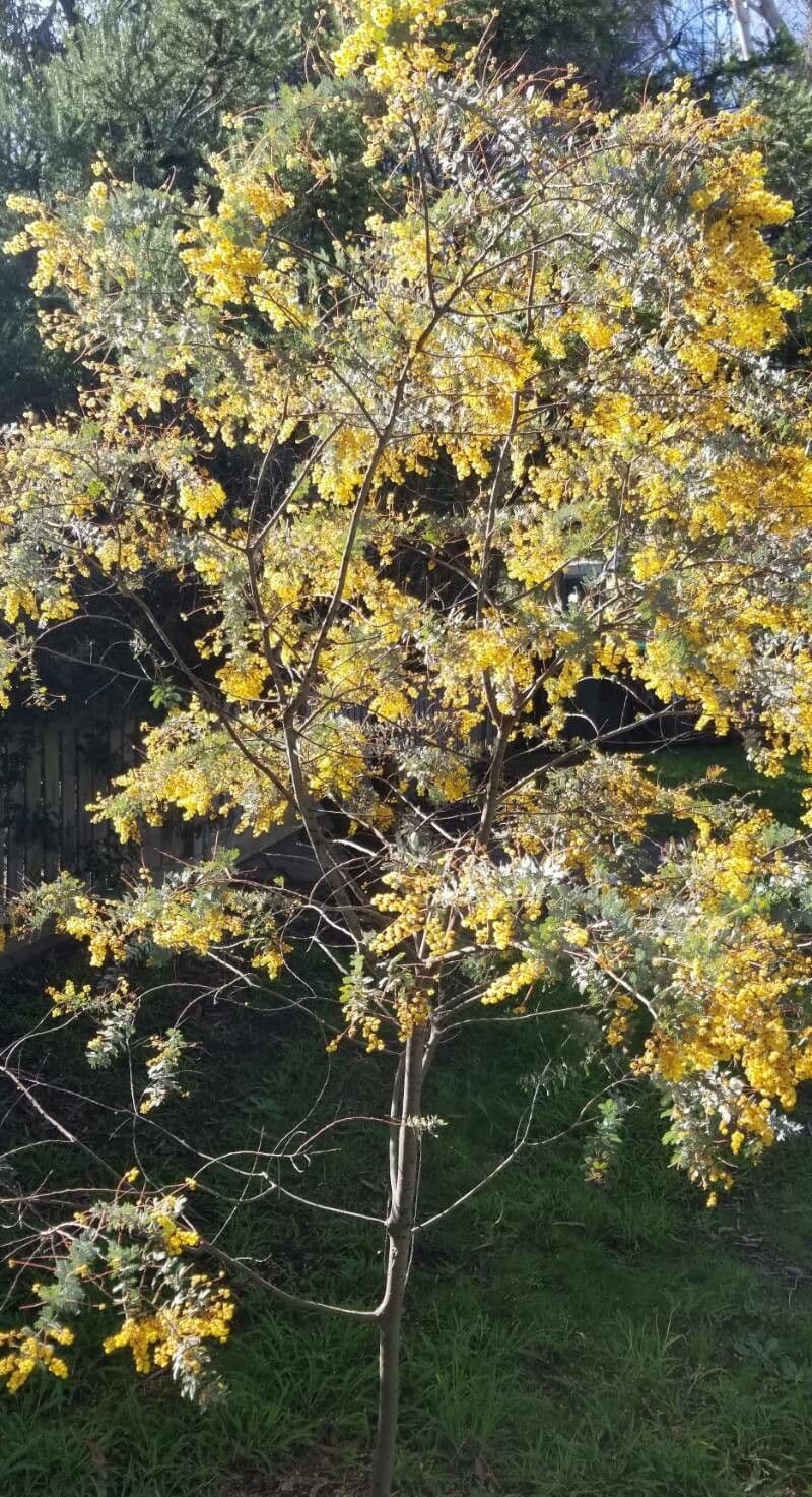 Acacia di Bailey 11