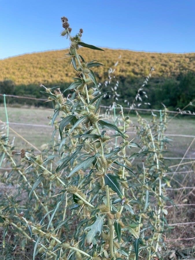 Lappola spinosa 17