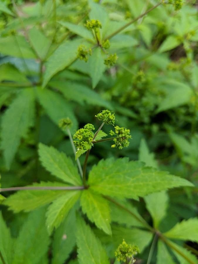 Sanicula canadensis 9