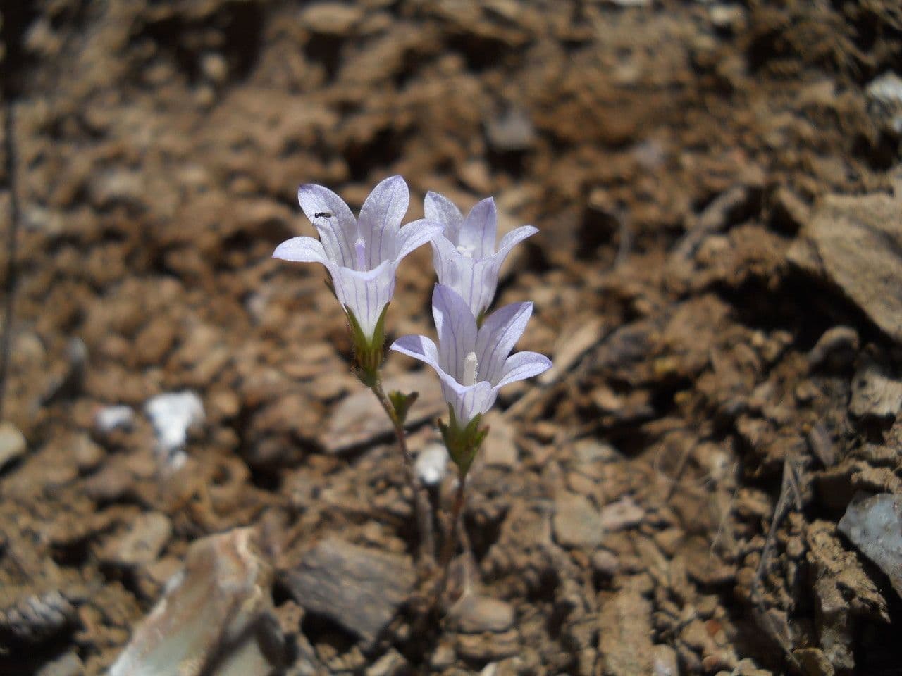 Campanula 7