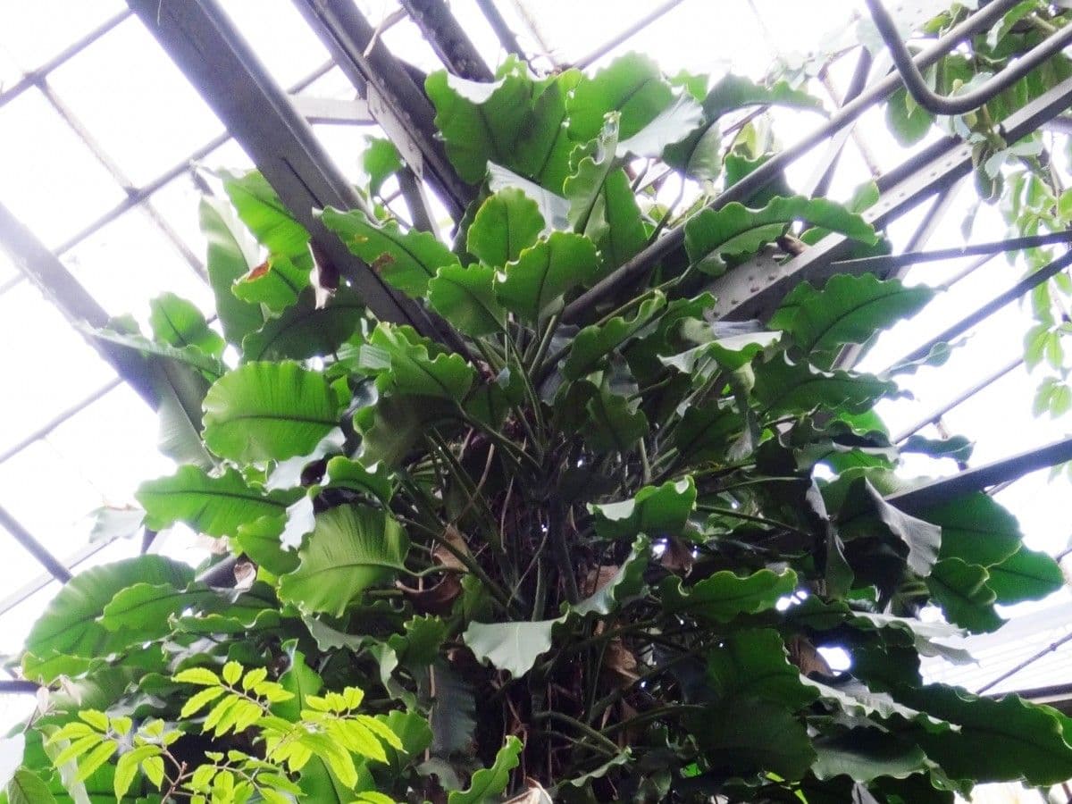 Epipremnum 3