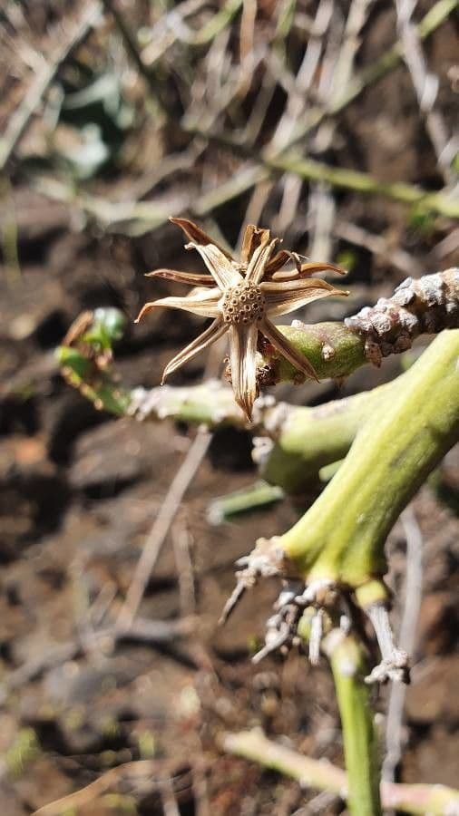 Kleinia odorosa 3