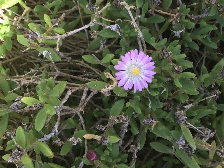 Delosperma 7