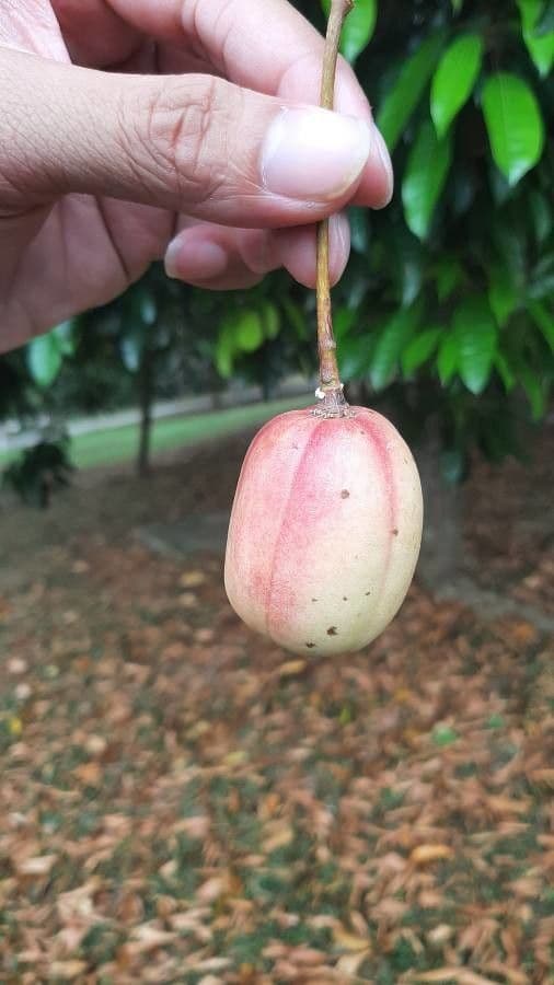 Elateriospermum tapos 4