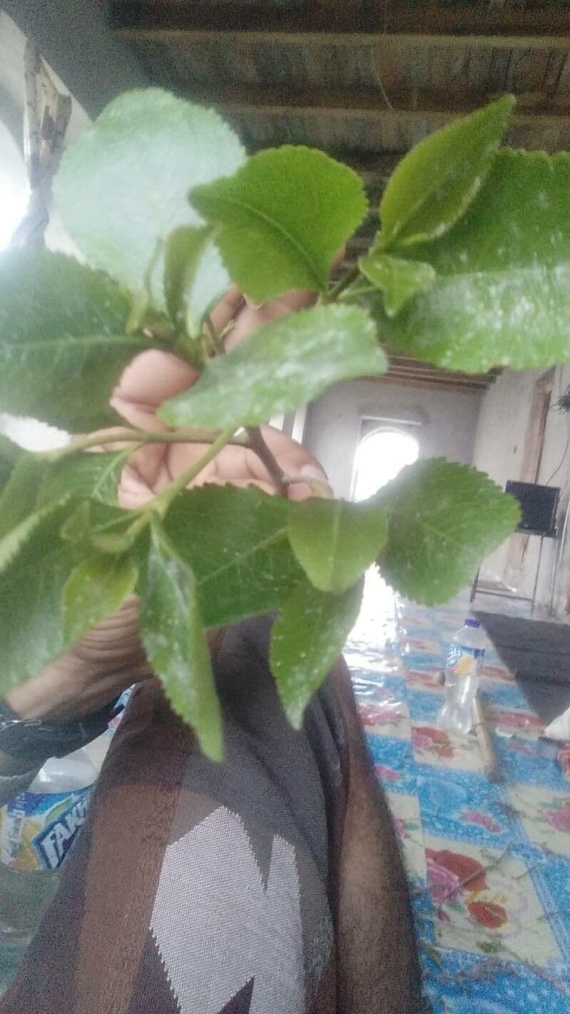 Pluchea indica 15