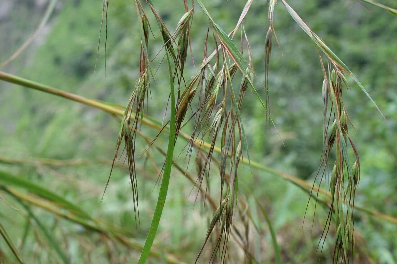 Themeda