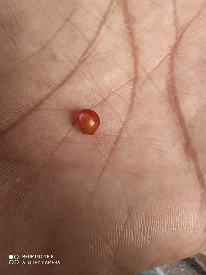 Cocculus hirsuto