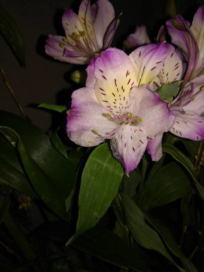 Alstroemeria aurea 23