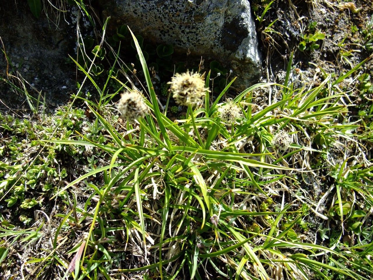 Stinking sedge 13