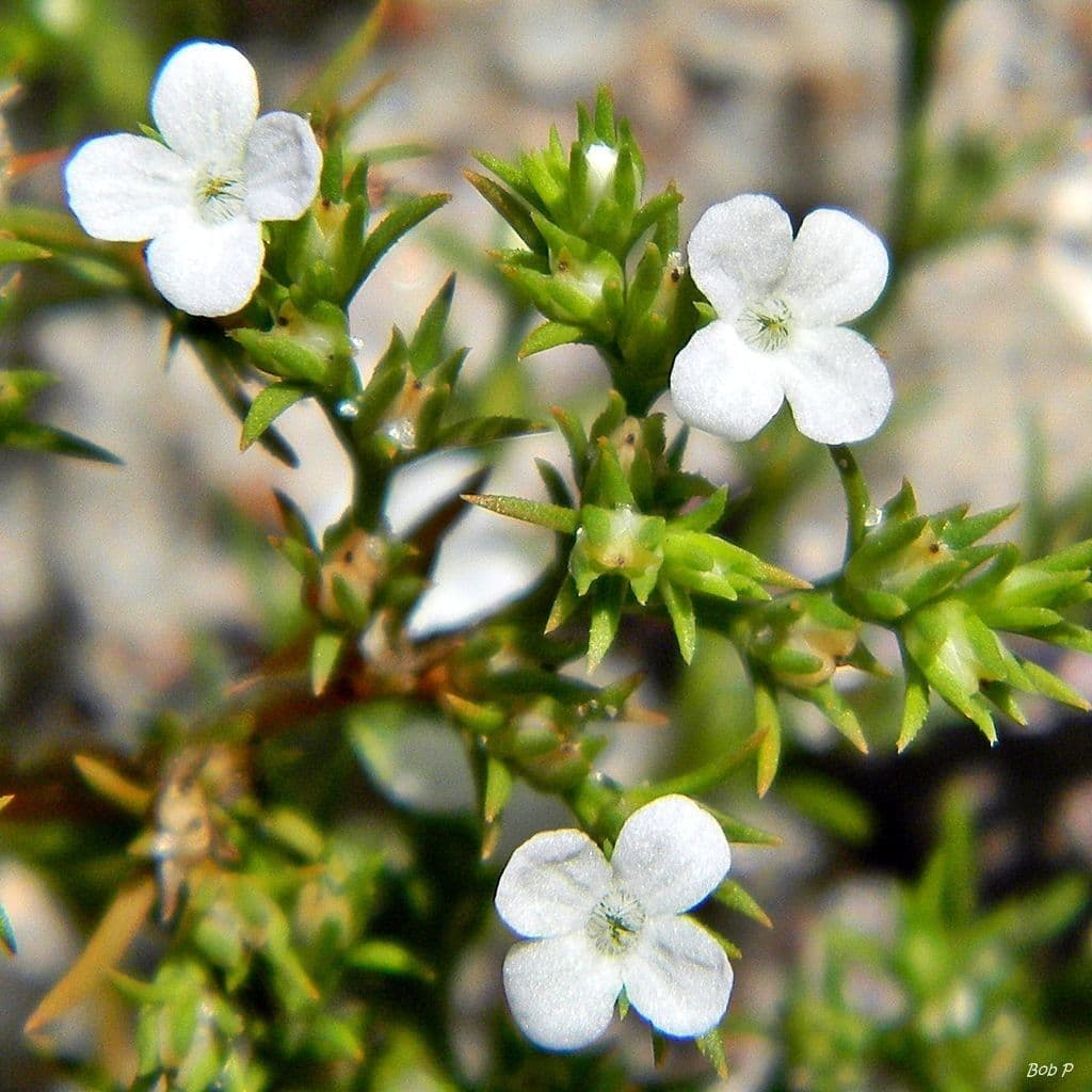 Polypremum procumbens 4