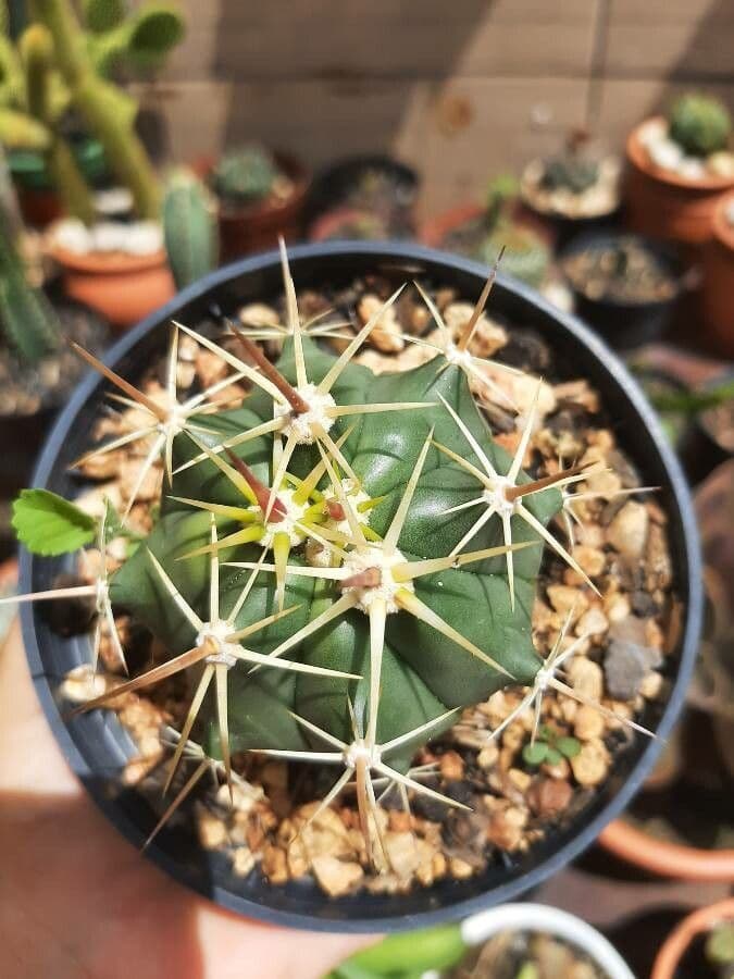 Cactus a botte di Emory 30