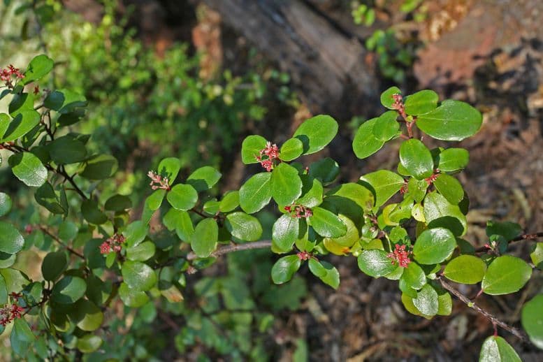 Ribes 8