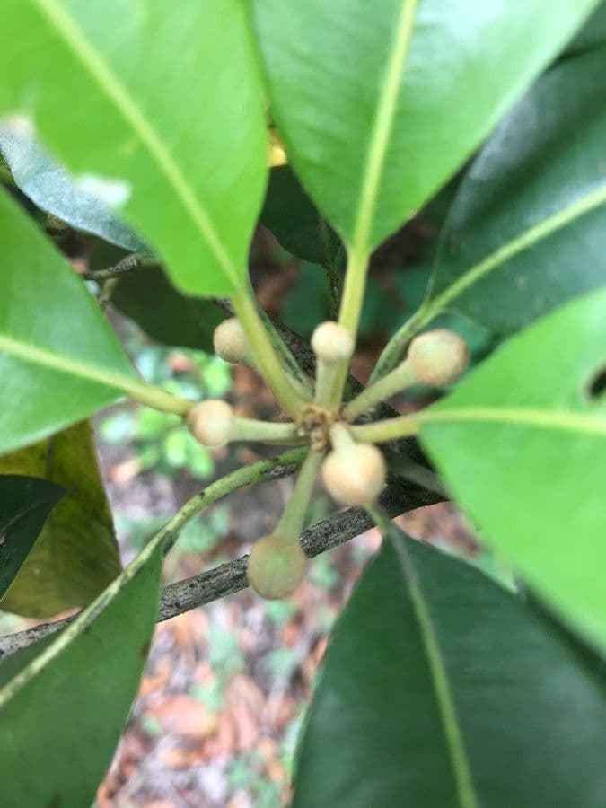 Manilkara 6