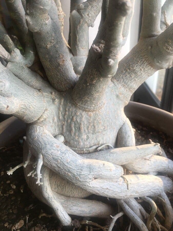 Adenium 23