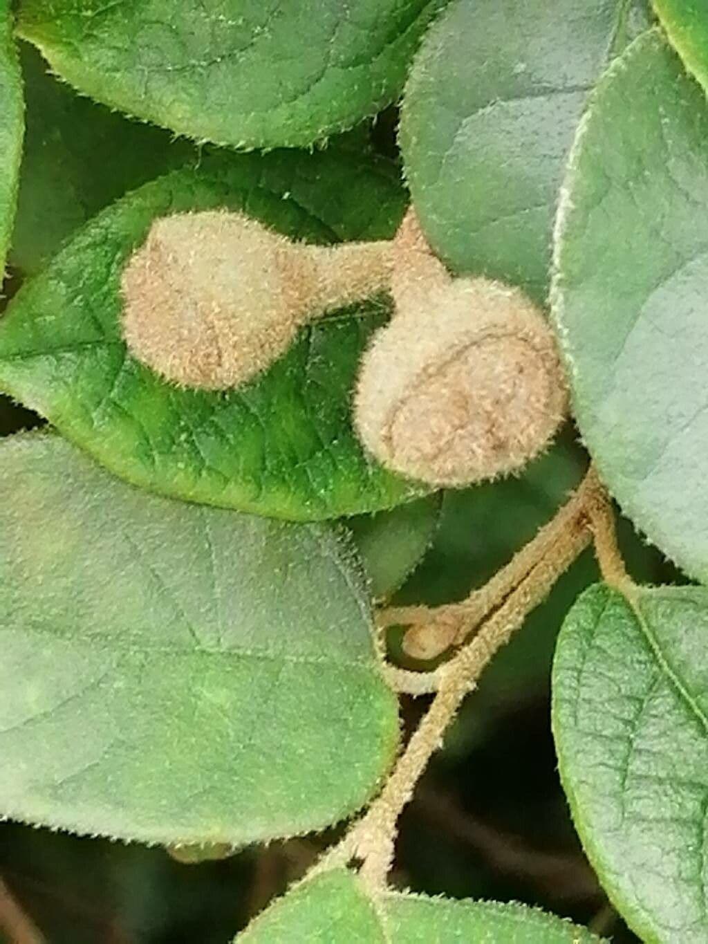 Loropetalum cinese 2