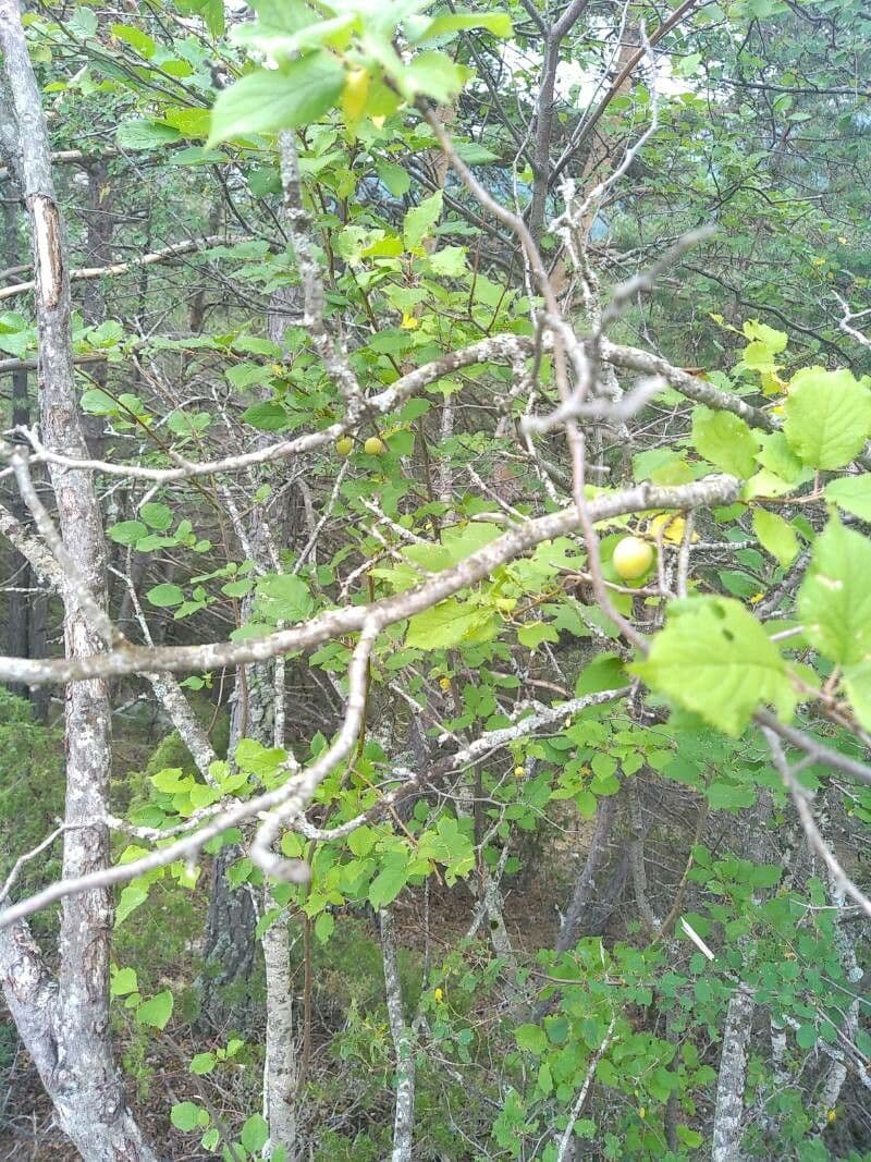 Susino brigantino 18