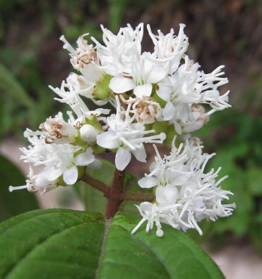 Miconia di Ibagué 2